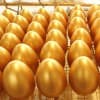 濟南金蛋生產廠家,青島金蛋生產廠家/好運到金蛋廠