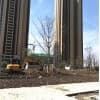 安徽銀杏實(shí)生樹/利洋場地銀杏苗木基地