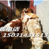 肉牛銷售價格-王成牲畜市場