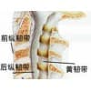 保定治療頸肩腰腿疼方法【孫氏骨科】