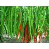 江蘇辣椒采購-東屯瓜菜種植專業合作社