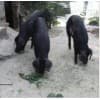 石家莊黑豬養殖/阜平縣綠邦肉豬飼養