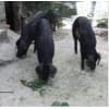 石家莊黑豬養殖/阜平縣綠邦肉豬飼養