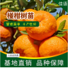 椪柑樹苗種植基地-四川佳語生態農業